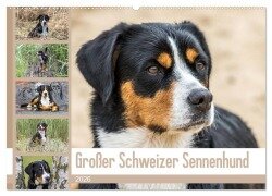 Großer Schweizer Sennenhund (Wandkalender 2026 DIN A2 quer), CALVENDO Monatskalender - SchnelleWelten SchnelleWelten