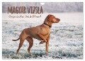 Magyar Vizsla - Ungarischer Vorstehhund (Wandkalender 2024 DIN A4 quer), CALVENDO Monatskalender - Alexandra Hollstein