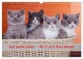 Katzenkinder Britisch Kurzhaar (Wandkalender 2024 DIN A3 quer), CALVENDO Monatskalender - Gabriela Wejat-Zaretzke