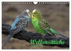 Cover-Bild zum Titel 'Terminplaner Wellensittiche (Wandkalender 2026 DIN A4 quer), CALVENDO Monatskalender' von 'Antje Lindert-Rottke'
