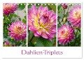 Dahlien-Triplets (Tischkalender 2024 DIN A5 quer), CALVENDO Monatskalender - Christine B-B Müller