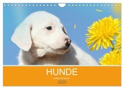 HUNDE LEBEN IST BUNT (Wandkalender 2025 DIN A4 quer), CALVENDO Monatskalender - Petra Eckerl Tierfotografie