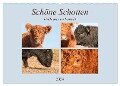 Schöne Schotten - Galloway im Porträt (Wandkalender 2024 DIN A2 quer), CALVENDO Monatskalender - Meike Bölts