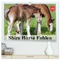 Shire Horse Fohlen (hochwertiger Premium Wandkalender 2024 DIN A2 quer), Kunstdruck in Hochglanz - Elisabeth Stanzer