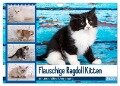 Flauschige Ragdoll Kitten (Wandkalender 2025 DIN A4 quer), CALVENDO Monatskalender - Fotodesign Verena Scholze