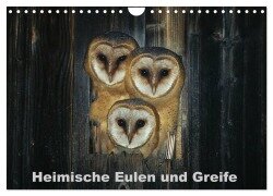 Heimische Eulen und Greife (Wandkalender 2025 DIN A4 quer), CALVENDO Monatskalender - Günter Bachmeier