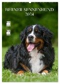 Berner Sennenhund 2024 (Wandkalender 2024 DIN A2 hoch), CALVENDO Monatskalender - Sigrid Starick