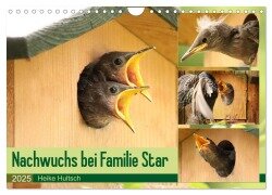 Nachwuchs bei Familie Star (Wandkalender 2025 DIN A4 quer), CALVENDO Monatskalender - Heike Hultsch