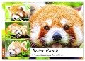 Roter Panda. Die superknuddeligen Katzenbären (Wandkalender 2024 DIN A2 quer), CALVENDO Monatskalender - Rose Hurley