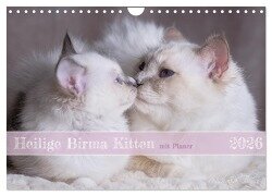Heilige Birma Kitten mit Planer (Wandkalender 2026 DIN A4 quer), CALVENDO Monatskalender - Michaela Thoms