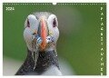 Papageitaucher (Wandkalender 2024 DIN A3 quer), CALVENDO Monatskalender - Gerald Wolf