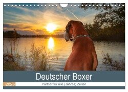 Deutscher Boxer (Wandkalender 2025 DIN A4 quer), CALVENDO Monatskalender - Kerstin Mielke