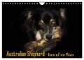 Australian Shepherd - Traum auf vier Pfoten (Wandkalender 2024 DIN A4 quer), CALVENDO Monatskalender - Andrea Mayer Tierfotografie