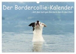 Der Bordercollie-Kalender (Wandkalender 2025 DIN A3 quer), CALVENDO Monatskalender - Kathrin Köntopp