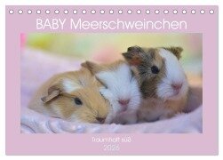BABY Meerschweinchen Traumhaft süß (Tischkalender 2026 DIN A5 quer), CALVENDO Monatskalender - Sabine Hampe-Neves
