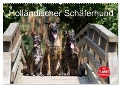 Holländischer Schäferhund (Wandkalender 2025 DIN A2 quer), CALVENDO Monatskalender - Fotodesign Verena Scholze