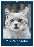 Wilde Katzen - Korsikas Samtpfoten (Wandkalender 2024 DIN A2 hoch), CALVENDO Monatskalender - Claudia Schimmack