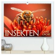 Insekten ganz gross (hochwertiger Premium Wandkalender 2026 DIN A2 quer), Kunstdruck in Hochglanz - Daniel Rohr