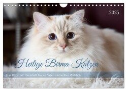 Heilige Birma Katzen mit traumhaft blauen Augen und weißen Pfötchen (Wandkalender 2025 DIN A4 quer), CALVENDO Monatskalender - Michaela Thoms