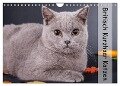 Britisch Kurzhaar Katzen (Wandkalender 2024 DIN A4 quer), CALVENDO Monatskalender - Gabriela Wejat-Zaretzke