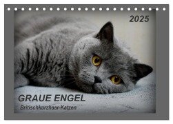 GRAUE ENGEL Britischkurzhaar-Katzen (Tischkalender 2025 DIN A5 quer), CALVENDO Monatskalender - Jacky-Fotos Jacky-Fotos