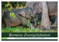 Borneos Zwergelefanten (Wandkalender 2025 DIN A2 quer), CALVENDO Monatskalender - Arne Wünsche