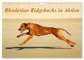 Rhodesian Ridgebacks in Aktion (Wandkalender 2024 DIN A4 quer), CALVENDO Monatskalender - Anke van Wyk - www. germanpix. net