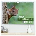 Mit dem Eichhörnchen durchs Jahr (hochwertiger Premium Wandkalender 2024 DIN A2 quer), Kunstdruck in Hochglanz - Margret Brackhan
