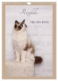 Ragdolls zum Verlieben (Wandkalender 2025 DIN A4 hoch), CALVENDO Monatskalender - Marion Reiß-Seibert