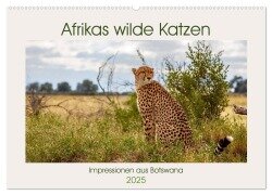Afrikas wilde Katzen (Wandkalender 2025 DIN A2 quer), CALVENDO Monatskalender - Ursula Di Chito