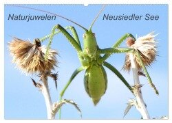 Naturjuwelen - Neusiedler See (Wandkalender 2025 DIN A2 quer), CALVENDO Monatskalender - Günter Bachmeier