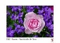 Blumen - Pinselstriche der Natur 2022 - White Edition - Timokrates Kalender, Wandkalender, Bildkalender - DIN A3 (42 x 30 cm) - 