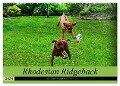 Rhodesian Ridgeback ein Clown auf 4 Pfoten (Wandkalender 2024 DIN A2 quer), CALVENDO Monatskalender - Dagmar Behrens
