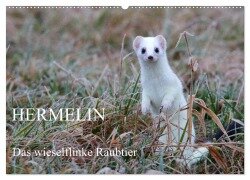 Hermelin - das wieselflinke Raubtier (Wandkalender 2026 DIN A2 quer), CALVENDO Monatskalender - Günter Bachmeier