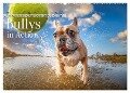 Bullys in Action - Französische Bulldoggen lieben Bälle (Wandkalender 2025 DIN A2 quer), CALVENDO Monatskalender - Fotodesign Verena Scholze