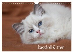 Ragdoll Kitten (Wandkalender 2025 DIN A4 quer), CALVENDO Monatskalender - Fotodesign Verena Scholze