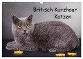 Britisch Kurzhaar Katzen (Wandkalender 2024 DIN A3 quer), CALVENDO Monatskalender - Gabriela Wejat-Zaretzke