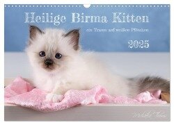 Heilige Birma Kitten - ein Traum auf weißen Pfötchen (Wandkalender 2025 DIN A3 quer), CALVENDO Monatskalender - Michaela Thoms