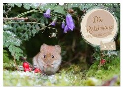 Die Rötelmaus - neugierig und verfressen (Wandkalender 2026 DIN A3 quer), CALVENDO Monatskalender - Angela Merk