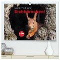 Guck mal, ein Eichhörnchen! (hochwertiger Premium Wandkalender 2024 DIN A2 quer), Kunstdruck in Hochglanz - Margret Brackhan