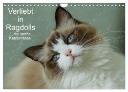 Verliebt in Ragdolls ... die sanfte Katzenrasse (Wandkalender 2026 DIN A4 quer), CALVENDO Monatskalender - Marion Reiß-Seibert