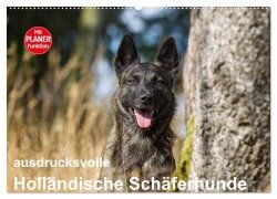 ausdrucksvolle Holländische Schäferhunde (Wandkalender 2025 DIN A2 quer), CALVENDO Monatskalender - Fotodesign Verena Scholze