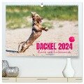 DACKEL 2024 Frech und Liebenwert (hochwertiger Premium Wandkalender 2024 DIN A2 quer), Kunstdruck in Hochglanz - Annett Mirsberger Tierpfoto