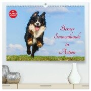 Cover-Bild zum Titel 'Berner Sennenhunde in Action (hochwertiger Premium Wandkalender 2026 DIN A2 quer), Kunstdruck in Hochglanz' von 'Sigrid Starick'