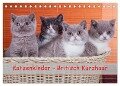 Katzenkinder Britisch Kurzhaar (Tischkalender 2024 DIN A5 quer), CALVENDO Monatskalender - Gabriela Wejat-Zaretzke
