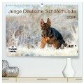 Junge Deutsche Schäferhunde (hochwertiger Premium Wandkalender 2024 DIN A2 quer), Kunstdruck in Hochglanz - Petra Schiller