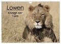 Löwen - Könige der Tiere (Wandkalender 2024 DIN A4 quer), CALVENDO Monatskalender - Stefan Sander