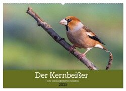 Der Kernbeißer und seine gefiederten Gesellen (Wandkalender 2025 DIN A2 quer), CALVENDO Monatskalender - Ursula Di Chito