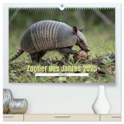 Zootier des Jahres 2025 - Gürteltier (hochwertiger Premium Wandkalender 2026 DIN A2 quer), Kunstdruck in Hochglanz - Stacey Herz
