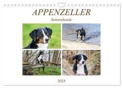 Appenzeller Sennenhunde (Wandkalender 2025 DIN A4 quer), CALVENDO Monatskalender - SchnelleWelten SchnelleWelten